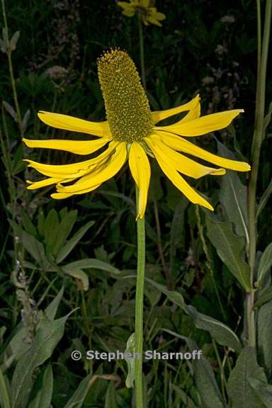 rudbeckia californica var californica 7 graphic